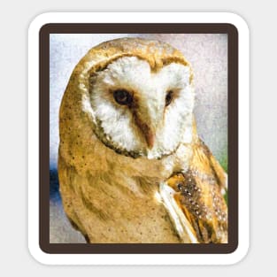 Barn Owl Sticker